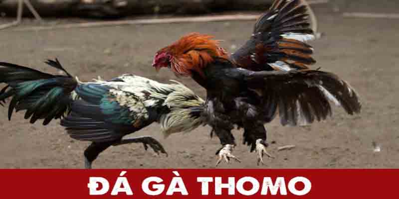 Đá Gà Thomo: Trải Nghiệm Mới Tại Hello88 Với Trận Đấu Kịch Tính